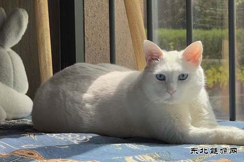 小猫的美好生活