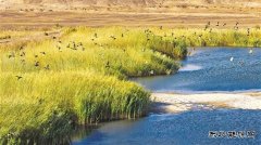 新疆油田:生态“含绿量” 发展“含金量”