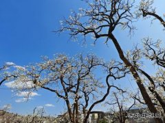 赴一场与梨花的春约