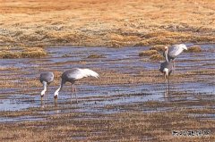 ��ϡ�͡����� Ϊʯ����̬��Call